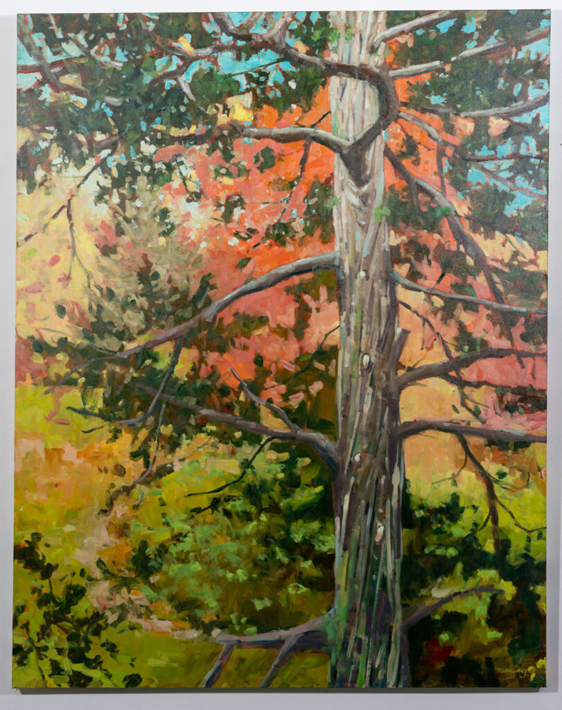 ALAN MACIAG - A Solitary Pine - Oil on Canvas - $4000