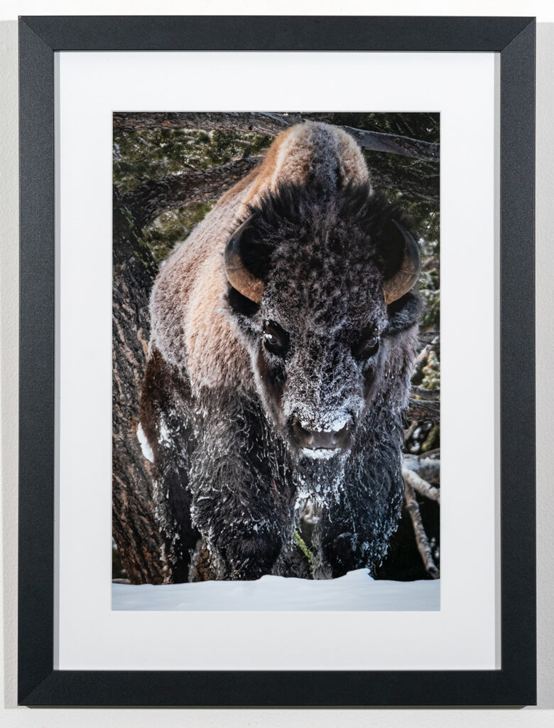 RAGNAR AVERY - Welcome to Yellowstone - Digital Photo - 18x24 - $220