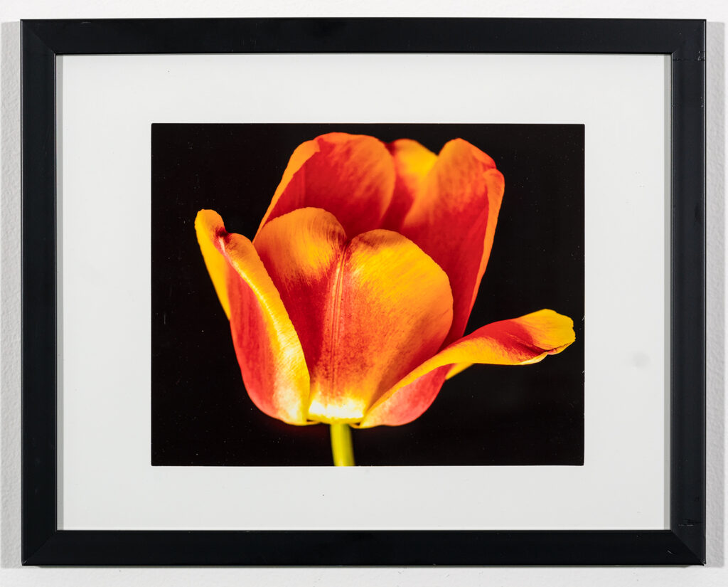 STUART FROHM - Tulip Showing Off Its Beauty - Digital Photo - 15x12 - $20