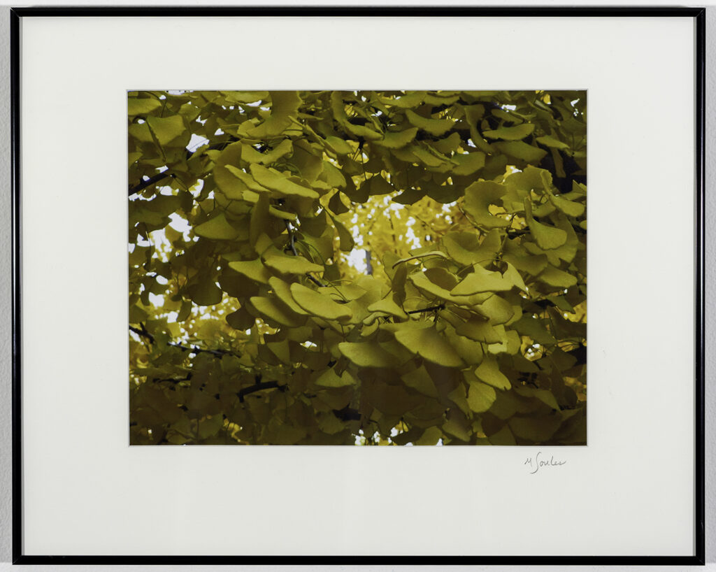MARILYN SOULES - Ginkgo Saffron Time - Photography - 16.25x20.25 - $150