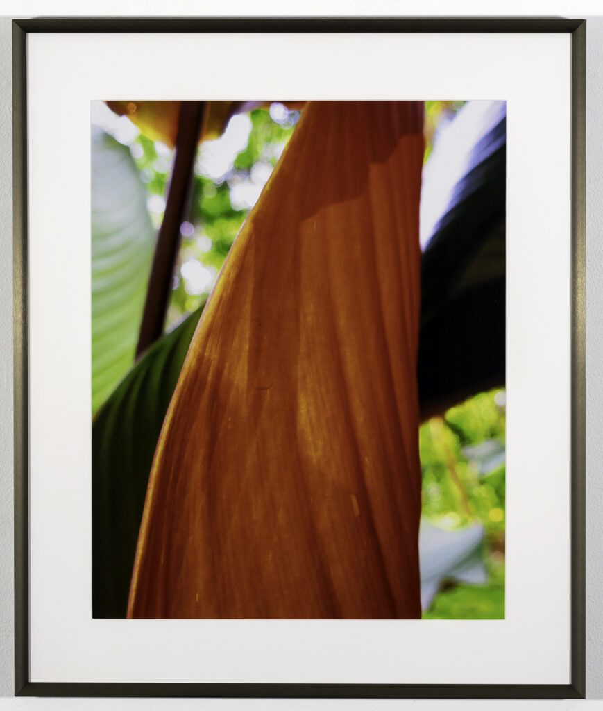 MARILYN SOULES - Ho 'omaluhia Palm - Photography - 25.75x21.75 - $350