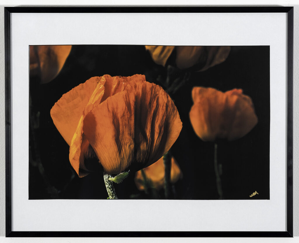 WILLIAM LAUDERBACH - Poppy - Photography - 20.25x16 - $100