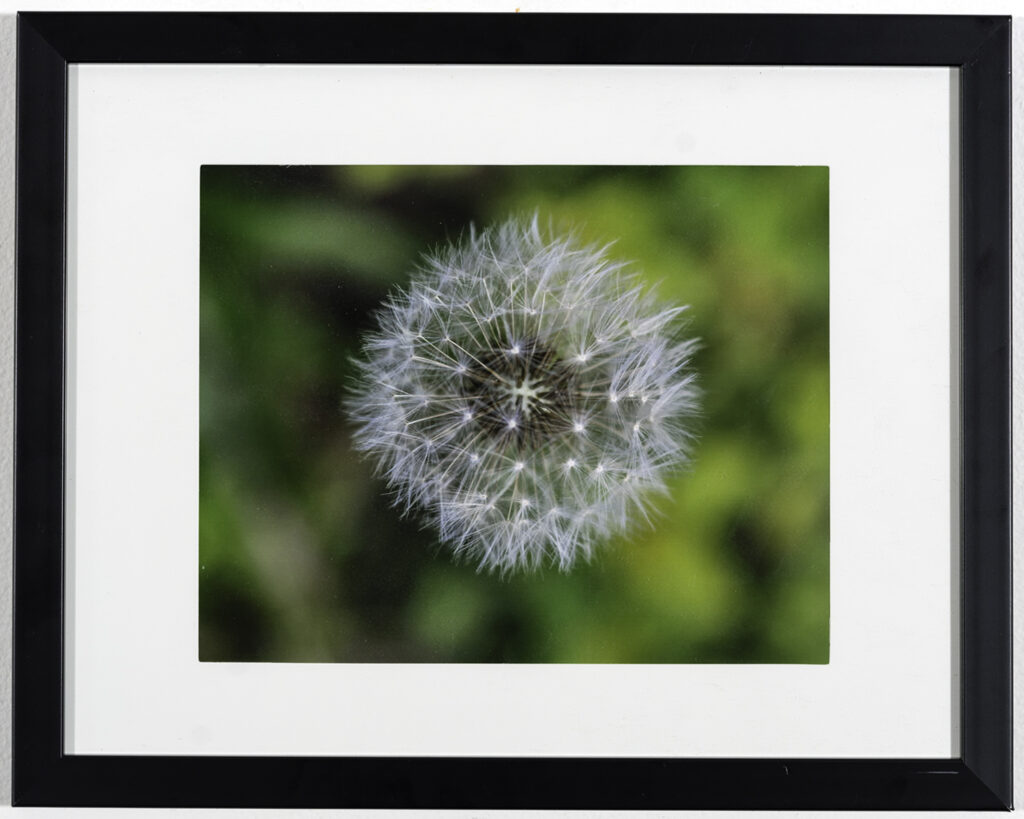 STUART FROHM - Glamorous Dandelion Seedhead - Photography - 12 x 15 - $40